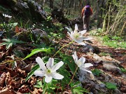 In Canto Alto (1146 m) da Ripa-Zogno ad anello fiorito il 10 aprile 2025 - FOTOGALLERY